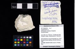 Foto (Objekt + Etikett) von Cycloprosopon sp.  (NHMW-GEO-2017-0089-0004)
